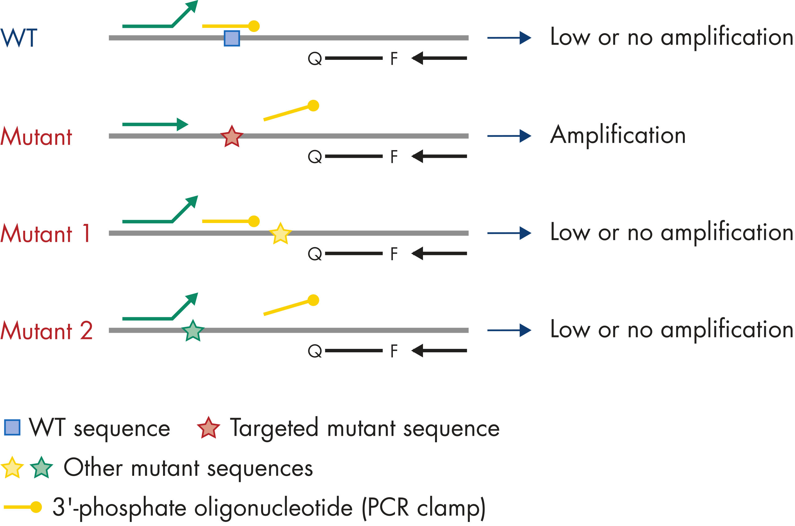 EGFR Plus RGQ PCR Kit