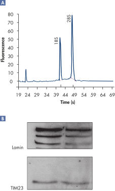 Highly intact RNA and high-quality protein from the same cell sample.