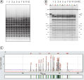 High-resolution analysis of multiplex PCR samples.