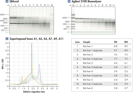 RIS indicates RNA integrity.