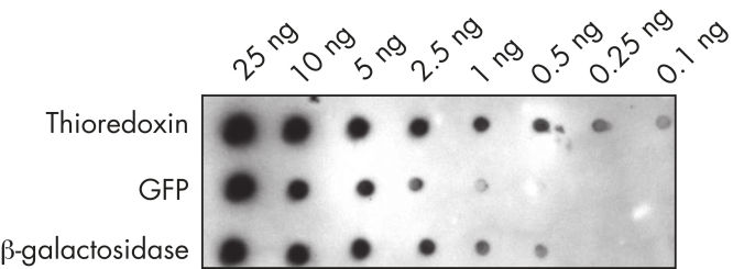 Highly sensitive detection of proteins carrying a Strep-tag.