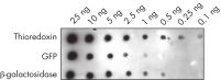 Highly sensitive detection of proteins carrying a Strep-tag.