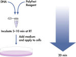 PolyFect transfection procedure.