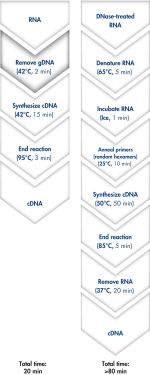 Fast and convenient cDNA synthesis.