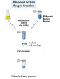 RNAprotect Bacteria Reagent procedure.