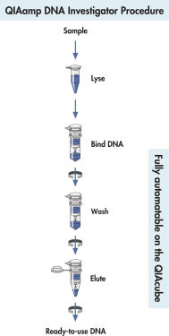 QIAamp DNA Investigatorの手順。