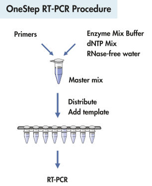 OneStep RT-PCR procedure.