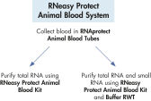 RNeasy Protect Animal Blood flowchart.