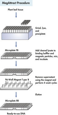 MagAttract 96 DNA Plant Core Verfahren.