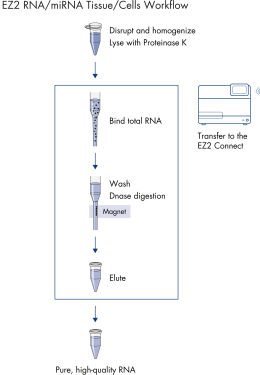 EZ2 RNA/miRNA Tissue/Cells workflow.