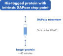 Purification of detagged proteins.