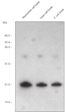 あらゆる発現系におけるStrepタグ付きタンパク質の高特異的検出。