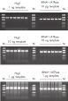 효율적인 다운스트림 PCR 분석.