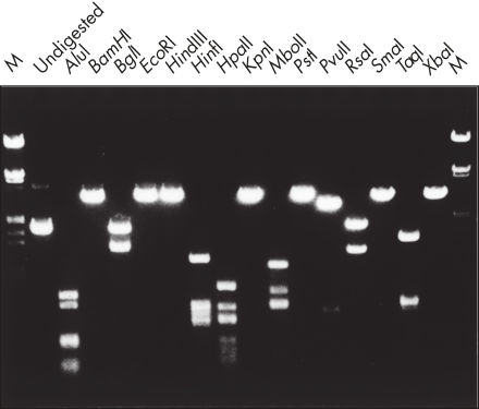 Vollständige Aufschlüsselung mit verschiedenen Restriktionsenzymen.