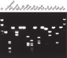 Complete digestion with various restriction enzymes.