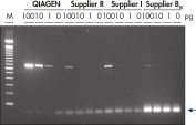 Highly specific RT-PCR using low amounts of template.