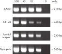 RT-PCR with RNA corresponding to 1 cell.