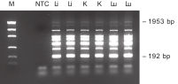 Multiplex PCR of 8 targets.