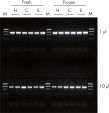 High PCR performance of purified DNA.