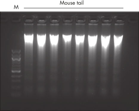 Purification of high-quality genomic DNA from mouse tail.