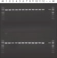 Reproducible performance in sensitive PCR analysis.