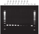 RT-PCR of RNA from as few as 100 cells.
