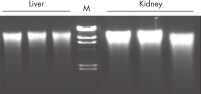 Reproducible purification of high-quality genomic DNA.