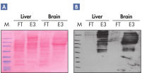 Successful purification of phosphoproteins.