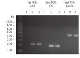 Sequential PCR analysis.