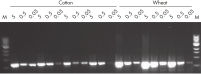 High PCR performance of DNA purified using the BioSprint 15 DNA Plant Kit.