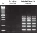 Specific amplification in multiplex PCR.