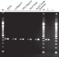 Reliable RT-PCR analysis.