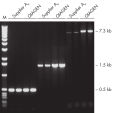 Specific amplification of long PCR products.