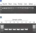 Consistent PCR results.