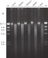 Pure DNA (20–25 kb) for restriction analysis.