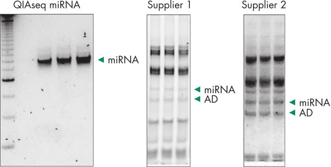 Adapter dimers (AD) and contaminating RNAs steal your reads during miRNA sequencing experiments