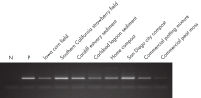 Figure 2. More amplified DNA across soil types.