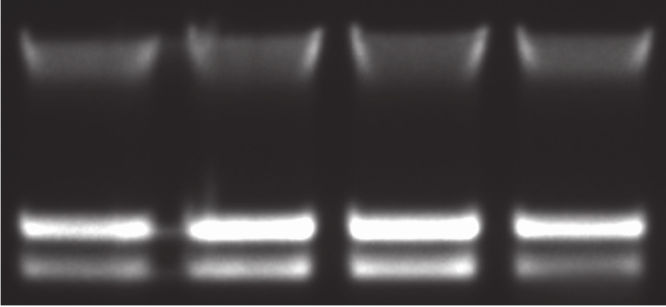 Figure 1. Reliable, high quality microbial DNA extraction.