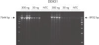 Amplification of long PCR fragments.