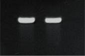 Figure 2: Pure DNA from stream biofilm.