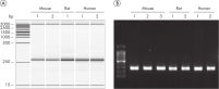The QIAprep&amp CRISPR Kit includes a PCR control to help determine lysate quality.