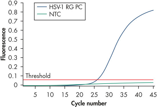 Detection of the HSV-1 positive control.