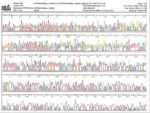 Long read-lengths in automated sequencing.