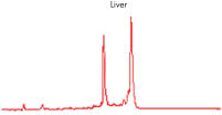 High-quality RNA from liver tissue.