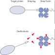 Bindung von Proteinen mit Strep-tag an Strep-Tactin und Elution mit Desthiobiotin.