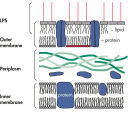 Bacterial cell wall.