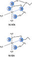 Le site de coordination supplémentaire (flèche) de la Ni-NTA lie les ions nickel plus étroitement que l’IDA (le ligand utilisé dans les résines de bon nombre de concurrents).