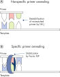 Unique multiplex PCR buffer promotes stable and efficient annealing.
