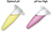pH 指示基团染料。