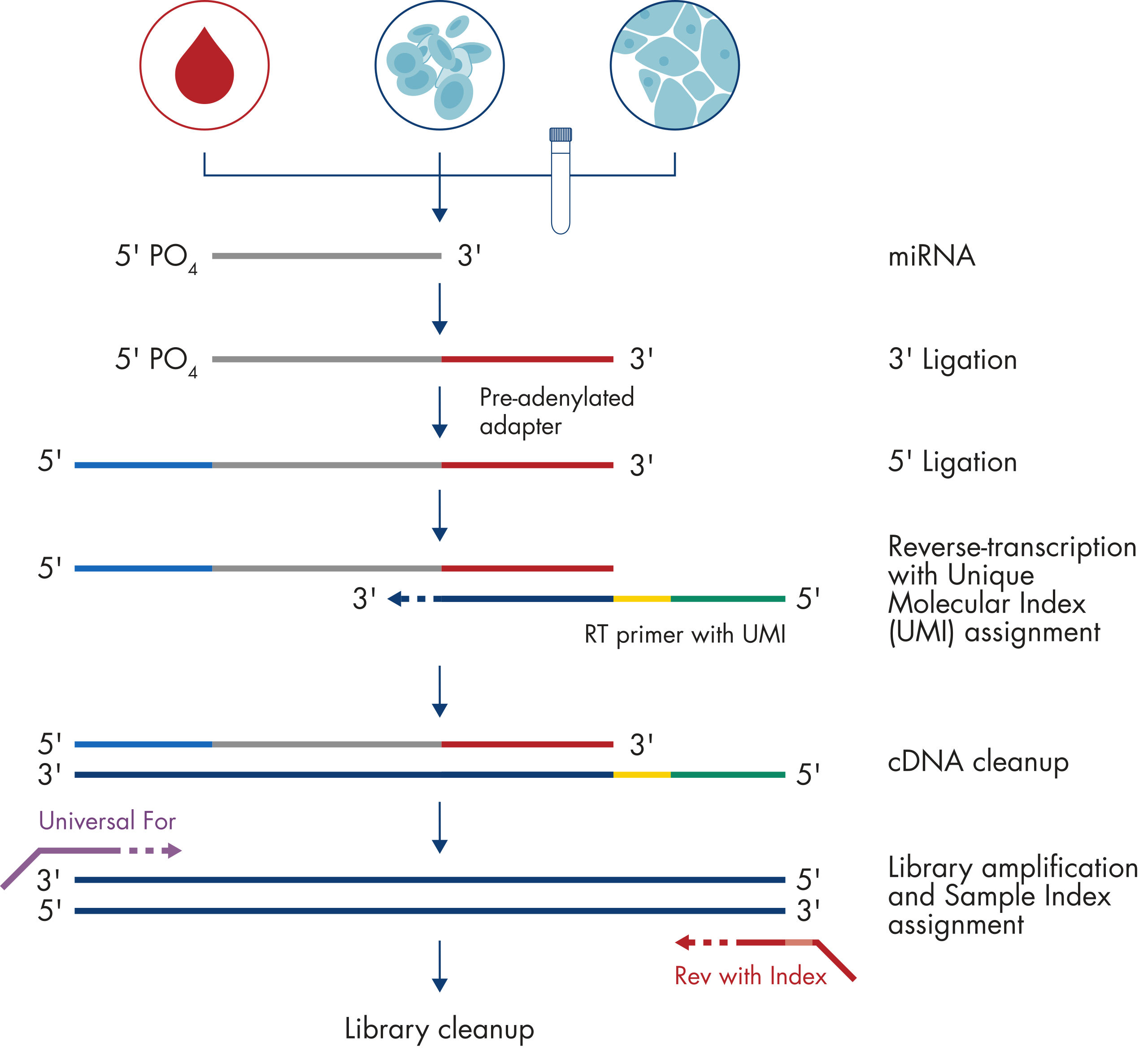 QIAseq miRNA Library Kit | microRNA Library Prep | QIAGEN